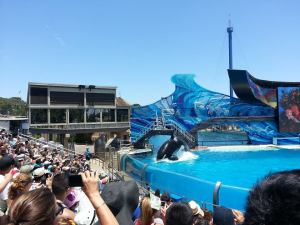 Shamu 2