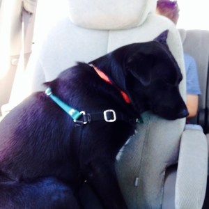 All this traveling has worn Penelope out.